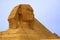 Sphinx in close up