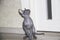 Sphinx gray cat spins and plays with a toy on the floor. Beautiful hairless Sphynx gray kitten moves and jumps