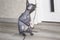 Sphinx gray cat spins and plays with a toy on the floor. Beautiful hairless Sphynx gray kitten moves and jumps