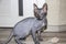 Sphinx gray cat spins and plays with a toy on the floor. Beautiful hairless Sphynx gray kitten moves and jumps