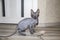 Sphinx gray cat spins and plays with a toy on the floor. Beautiful hairless Sphynx gray kitten moves and jumps