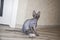 Sphinx gray cat spins and plays with a toy on the floor. Beautiful hairless Sphynx gray kitten moves and jumps