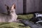 Sphinx indoors, bald cat, the cat is playing on a green rug with a camera, hairless cat, naked cat, focus on eye
