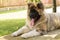 Sphinx like portrait of a beautiful large dog breed with intense fur in house-guard