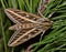 Sphinx Moth on some pine needles.