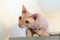 Sphinx pink hairless cat, anti-allergenic cat, pet. A beautiful cat with hairless skin looks into the camera. Funny