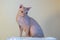 Sphinx pink hairless cat, anti-allergenic cat, pet. A beautiful elegant cat with hairless skin sits on a closet