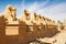 Sphinxes avenue. Luxor, Egypt