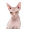 Sphynx, 4 years old, against white background