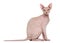 Sphynx, 4 years old, against white background