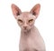 Sphynx, 4 years old, against white background