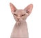 Sphynx, 4 years old, against white background