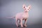 Sphynx Canadian hairless kitten on grey background, studio photo.