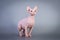 Sphynx Canadian hairless kitten on grey background, studio photo.