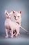 Sphynx Canadian hairless kitten with his daddy on grey background, studio photo.
