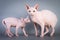 Sphynx Canadian hairless kitten with his daddy on grey background, studio photo.