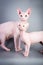 Sphynx Canadian hairless kitten with his daddy on grey background, studio photo.