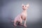 Sphynx Canadian hairless kitten playing on grey background, studio photo.
