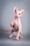 Sphynx Canadian hairless kitten playing on grey background, studio photo.