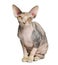 Sphynx cat, 1 year old