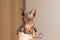 Sphynx cat - a beautiful, hairless cat sitting on her hands and looking straight. Beautiful delicate beige background