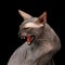 Sphynx Cat on black background