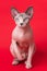 Sphynx Cat blue mink and white color and blue eyes sitting on red background, looking at camera