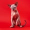 Sphynx Cat of blue mink and white color sitting with raised front paw on red background