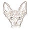 Sphynx cat brown muzzle drawn by different lines. Design suitable for logo