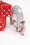 Sphynx Cat carefully sneaks near red polka dot gift boxes