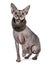 Sphynx cat with collar on white background