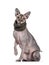 Sphynx cat with collar on white background