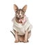 Sphynx cat dressed-up pink, isolated