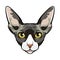 Sphynx, Cat face cartoon. Vector.