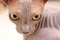 Sphynx cat face. Hairless naked breed cat, lovely pet