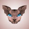 Sphynx cat face low poly