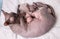 Sphynx cat feeds its little kittens lying on a white swaddle. Lovely feline family. Top view.