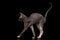 Sphynx Cat Funny Standing Isolated on Black Mirror