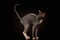 Sphynx Cat Funny Standing and Looking Back Isolated on Black