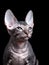 A Sphynx cat gazes to the side against a black backdrop