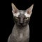 Sphynx Cat on isolated black background