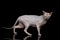 Sphynx Cat on isolated black background