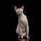 Sphynx Cat on isolated black background