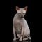 Sphynx Cat on isolated black background