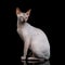 Sphynx Cat on isolated black background