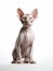 Sphynx cat isolated on a white background, studio shot