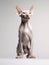 Sphynx cat isolated on a white background, studio shot