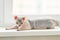 Sphynx cat laying on window