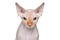 Sphynx cat portrait on white background