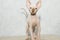 Sphynx cat poses for a photo shoot